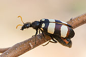 Blister beetle (Meloidae sp) with form, on twig, Namibia