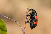 Blister beetle (Meloidae sp) on twig, Namibia
