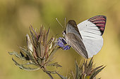 Queen purple tip (Colotis regina) on flower, Waterberg, Namibia