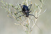 Armoured ground cricket (Acanthoplus discoidalis) on tiwgs, Namibia