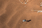 Desert beetle (Tenebrionidae sp), beetle on sand, Namib Rand Familie Hideout, Namib Desert, Namibia