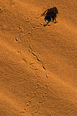Darkling beetle (Pimelias sp) on sand, Namib Rand Familie Hideout , Namib Desert, Namibia