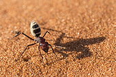 Namib Desert Ant, Gobabeb, Namib desert, Seriem, Namibia