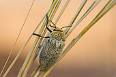 Woodborer (Buprestidae sp) on a stem, Sesriem, Namib desert, Namibie
