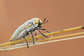 Woodborer (Buprestidae sp) on a stem, Sesriem, Namib desert, Namibie