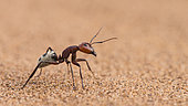Namib Desert Ant, Gobabeb, Namib-Naukluft National Park, Namibia