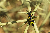 Zigzag Mylabris beetle (Mylabris zigzaga) Western Namibian endemic, Sossusvlei, Namib-Naukluft, Namibia
