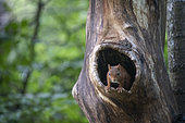 Red squirrel (Sciurus vulgaris) in a tree trunk, Lorraine, France