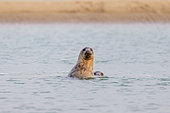 Grey seal (Halichoerus grypus) in the water in winter, Opal Coast, Pas-de-Calais, France
