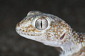 Namib Giant Ground Gecko (Chondrodactylus angulifer) portrait, Gobabeb, Namibie