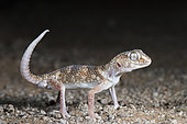 Namib Giant Ground Gecko (Chondrodactylus angulifer) defensive position tail up and paws up, Gobabeb, Namibie