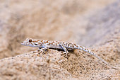 Boulton's Namib day gecko (Rhoptropus boultoni) sur rocher, Namibia
