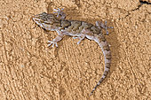 Bibron's thick-toed gecko (Chondrodactylus bibronii), Okonjima private game reserve, Namibia