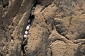 Boulton's Namib day gecko (Rhoptropus boultoni) eggs in crevace, Namibia