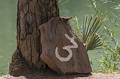 Namibian Rock Agama (Agama planiceps) on a rock marked with the number 3, Epupa Falls, Namibia