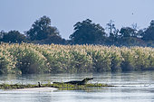 Nile Crocodile (Crocodylus niloticus) in its natural environment, Okavango Delta, Botswana