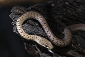 Spotted Bush Snake (Philothamnus semivariegatus) brown form, Namibia- Botswana
