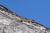 Bradfield's dwarf gecko (Lygodactylus bradfieldi) on trunk, Waterberg national park, Namibia