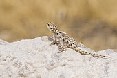 Western Rock Agama (Agama anchietae) on rock, Etosha National Park, Namibia