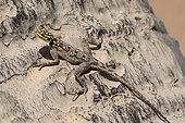 Namibian Rock Agama (Agama planiceps) female, Palmwag reserve, Namibia