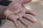 Namib Sand Gecko (Pachydactylus rangei) on hand, Namib desert, near Swakopmund, Namibia