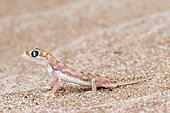 Namib Sand Gecko (Pachydactylus rangei) on sand, Namib desert, near Swakopmund, Namibia