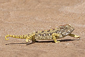 Namaqua Chameleon (Chamaeleo namaquensis) walking in desert, near Swakopmund, Namib desert, Namibia