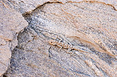 Boulton's Namib day gecko (Rhoptropus boultoni) sur rocher, Namibia