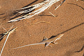 Dune lizard (Aporosaura anchietae) on sand, Sossusvlei Reserve, Namib Desert, Namib-Naukluft National Park, Namibia