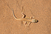 Reticulate sand lizard (Meroles reticulatus) on sand, Sossusvlei Reserve, Namib Desert, Namib-Naukluft National Park, Namibia