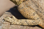 Western Rock Agama (Agama anchietae) carinated scales of a paw, Namibia