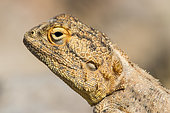 Western Rock Agama (Agama anchietae) portrait, Namibia