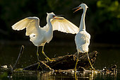Little Egret (Egretta garzetta) face to face at the edge of a pond, Sologne, Loir et cher, France