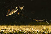 Guifette moustac (Chlidonias hybridus) en vol, en contre jour, transportant des brindilles, Sologne, Loir et cher, France