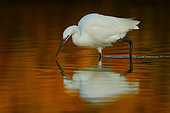 Little Egret (Egretta garzetta) fishing, Gulf of Morbihan, Brittany, France