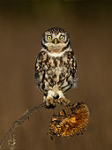 Little owl (Athena noctua) perched on a sunflower head, England