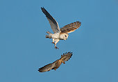 Barn owl (Tyto alba) Kesterl (Falco tinnunculus) chassing each other