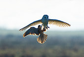 Barn owl (Tyto alba) and Kesterl (Falco tinnunculus) fighting in the air, England