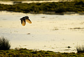 Barn owl (Tyto alba) in flight, England
