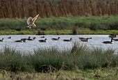 Barn owl (Tyto alba) in flight, England