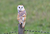 Barn owl (Tyto alba) perched on a post, England