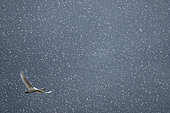 Bewick`s swan (Cygnus columbianus bewickii) flying in a snow storm, England