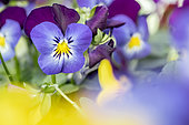 Horned pansies (Viola cornuta)