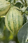 Citronnier des quatre saisons panaché (Citrus limon 'Variegata'), fruit en gros plan