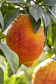 Cédrat rouge hybride, ou Limone rosso Citrus x limonimedica 'Pigmentata'