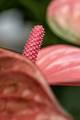 Anthurium (Anthurium andreanum Grp) 'Pink Champion'