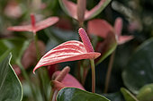 Anthurium (Anthurium andreanum Grp) 'Pink Champion'