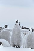 Emperor penguin (Aptenodytes forsteri), Chick Spreading Wings, Snow Hill Island, Antarctic Peninsula, Antarctica