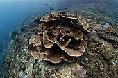 Lettuce coral on a reef, Raja-Ampat, Indonesia
