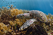 Loggerhead turtle (Caretta caretta) foraging in the coral, Raja-Ampat, Indonesia